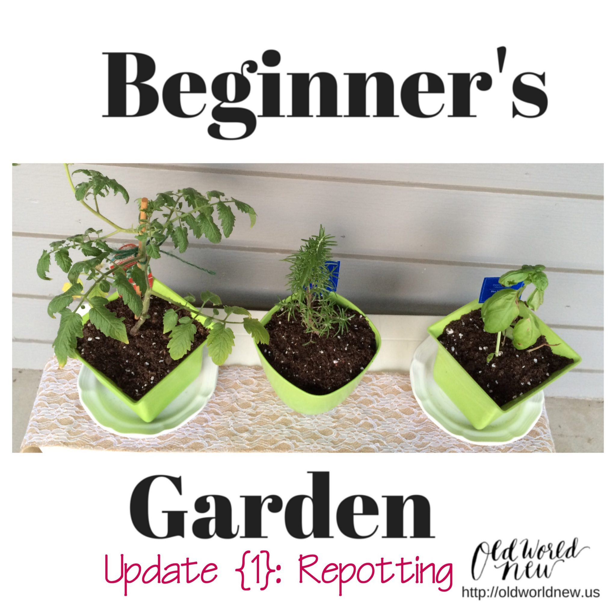 Beginner’s Garden Update {1}: Repotting Growing Plants