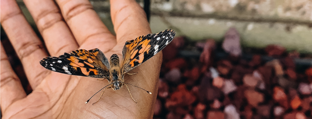 butterfly garden release - vigoro live plants at home depot