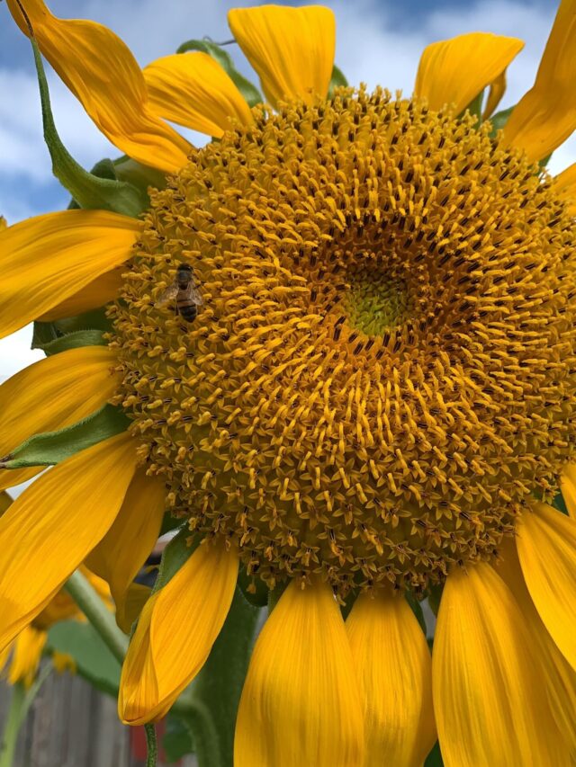 How To Support A Heavy Sunflower