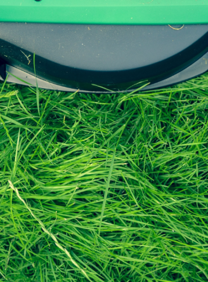 7 Eco-Friendly Grass Lawn Alternatives to try NOW – Quick Guide
